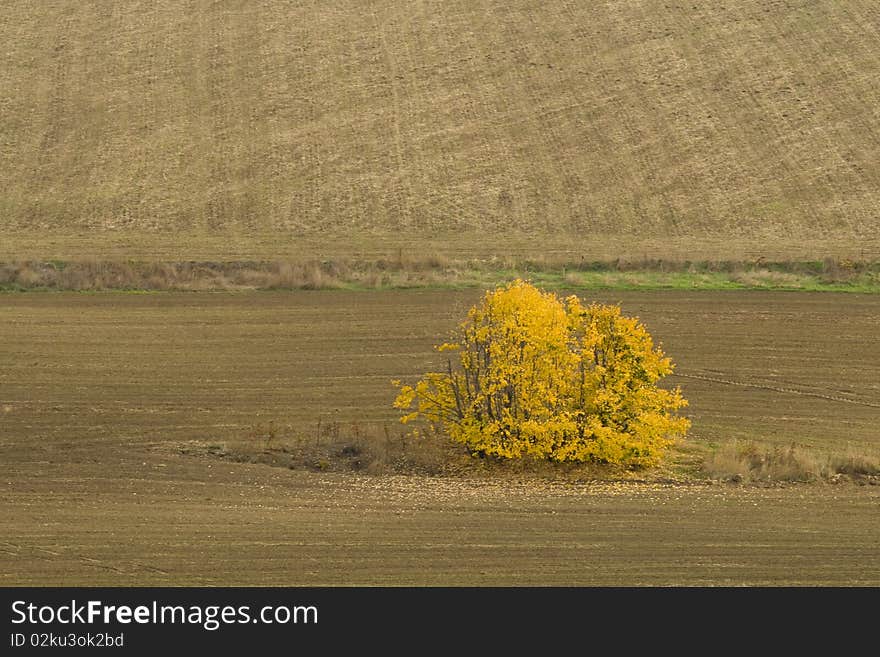 Yellow Tree in Autumn on Field