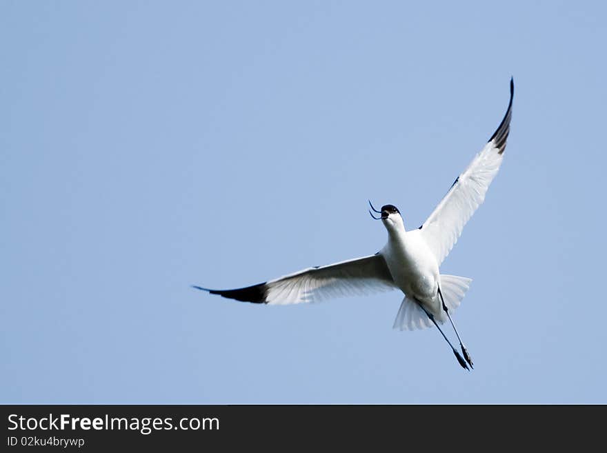 Pied Avocet in Flight