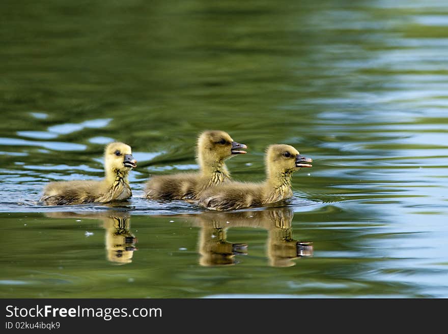 Greylag Goslings On Water