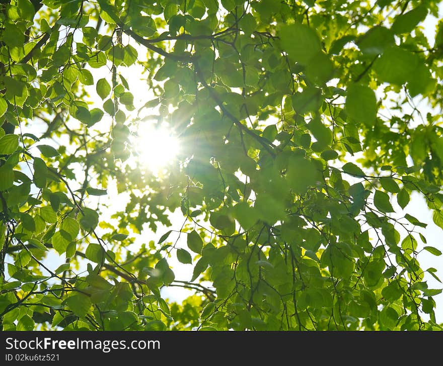 Sun Through The Leaves