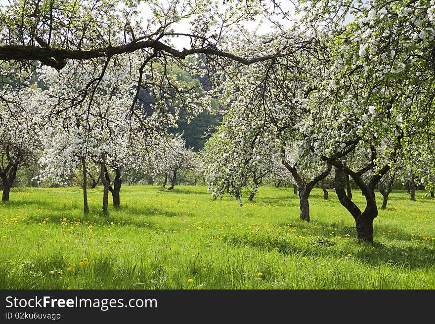 Blossoming apple orchard, green grass. Blossoming apple orchard, green grass