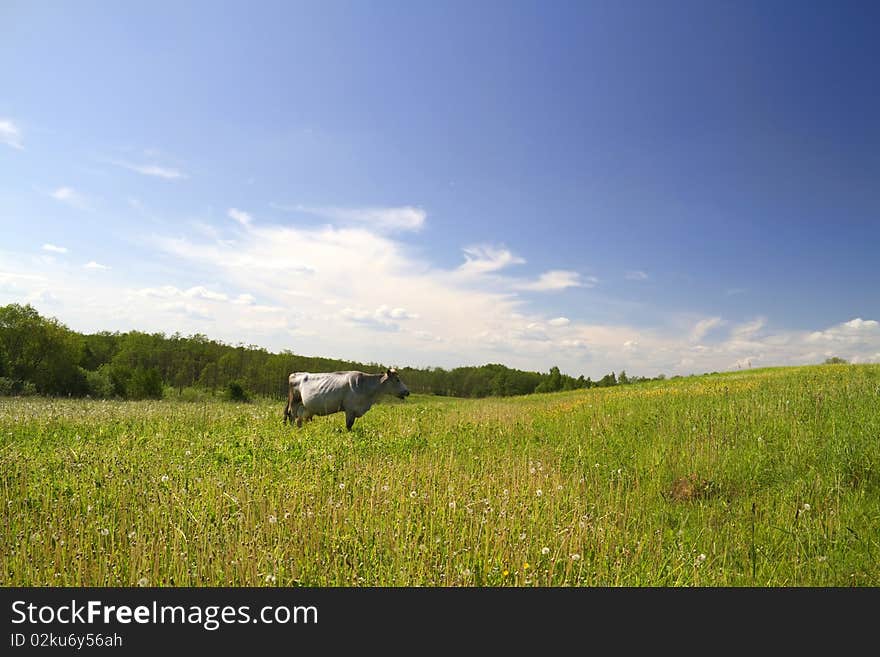 Cow on meadow