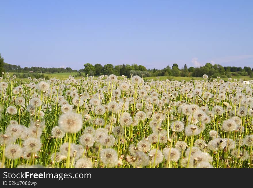 Spring green field of dandelions