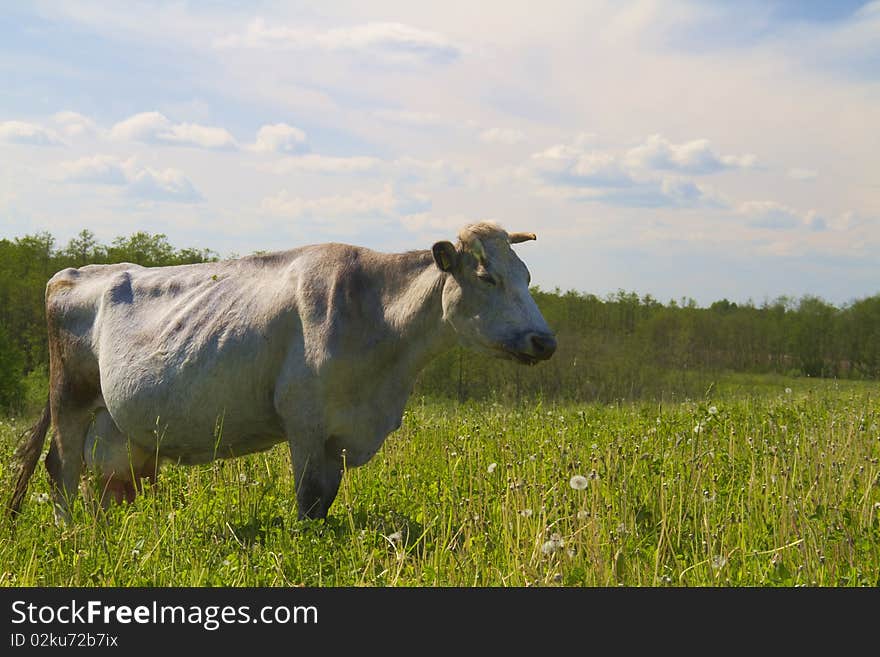 Gray cow on green meadow. Gray cow on green meadow