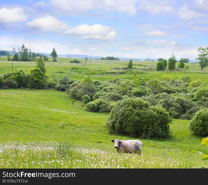 Country side, green landscape, cow. Country side, green landscape, cow