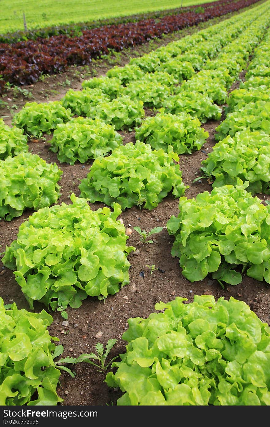 Fresh lettuces in the fields