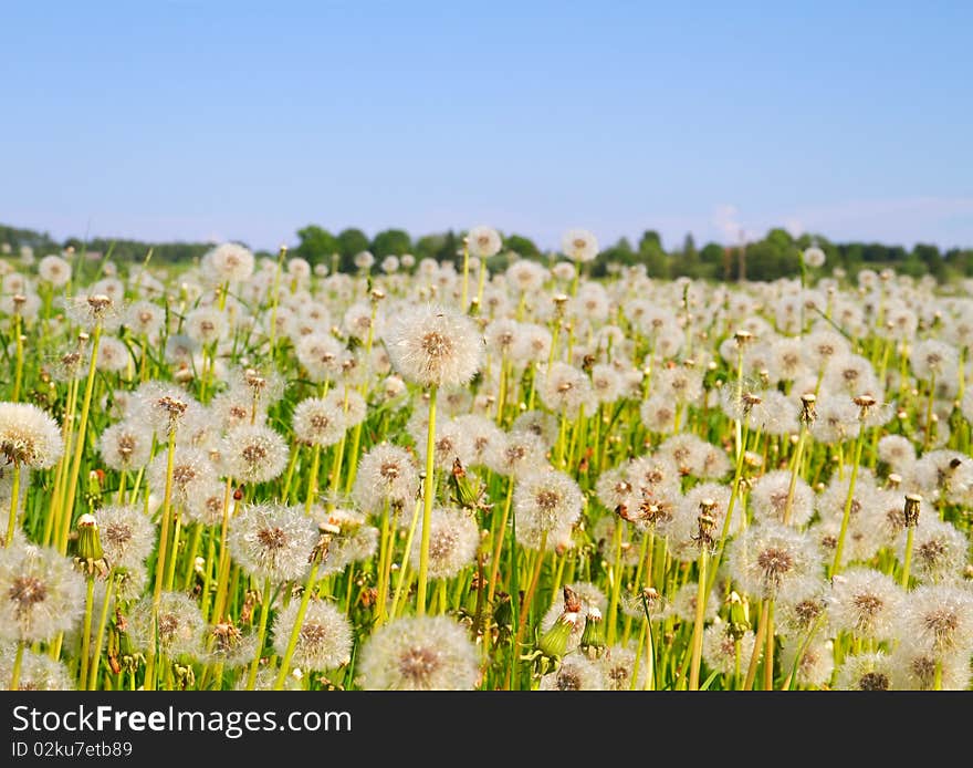 Blowballs on meadow, blue sky