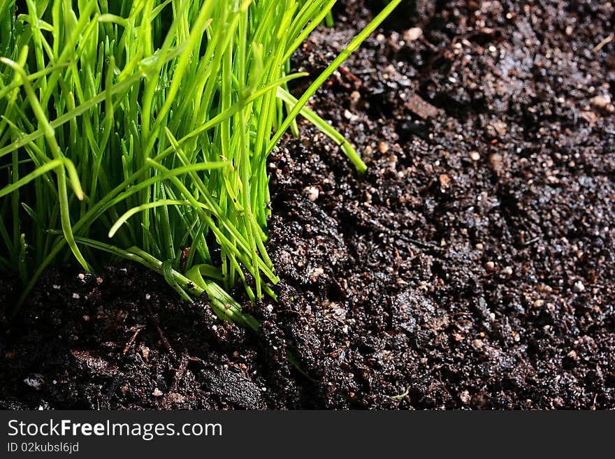 Young green grass on a damp ground.