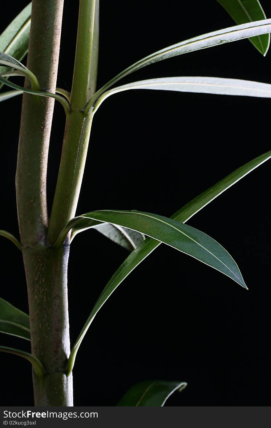 Branch of an oleander with leaves on a black background. Branch of an oleander with leaves on a black background.