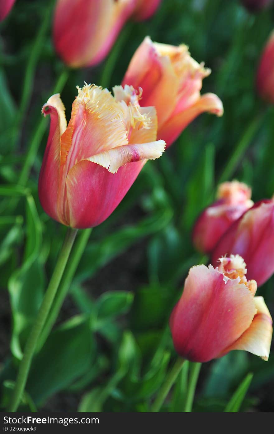 Tulipa Christmas Marvel  in Parc Floral, Paris, France. Tulipa Christmas Marvel  in Parc Floral, Paris, France.