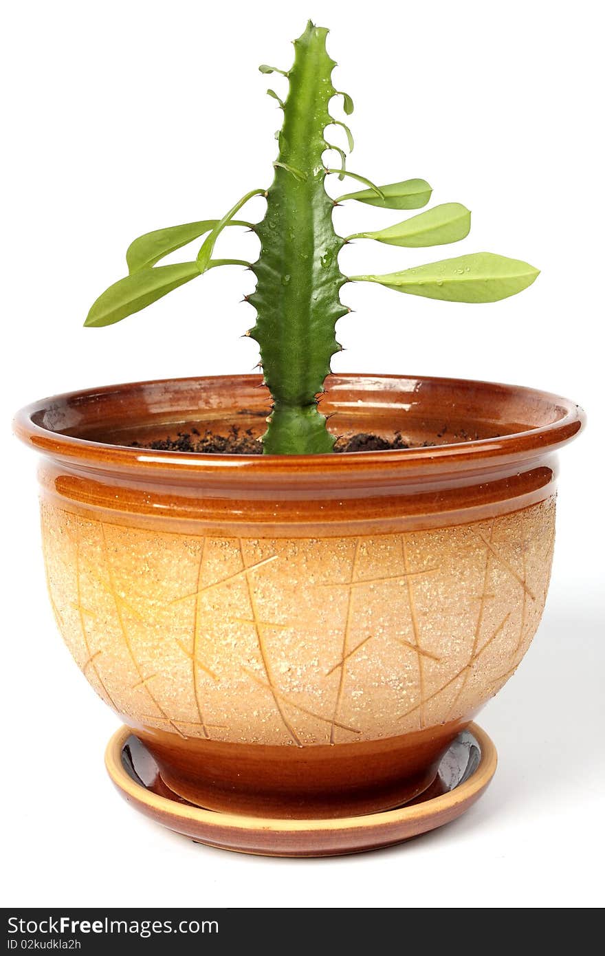 Cactus with leaves in big brown flowerpot on white background. Cactus with leaves in big brown flowerpot on white background