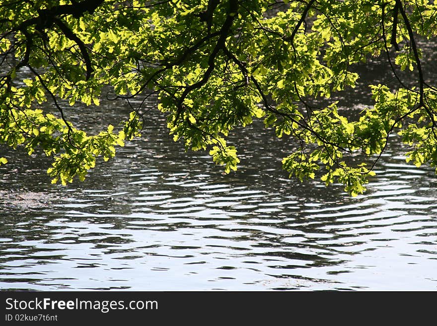 The green branches over the lake