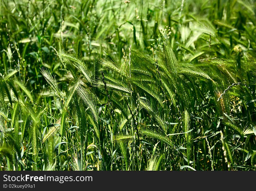 Green grass with cones