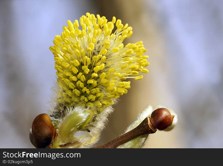 Blossoming Willow.