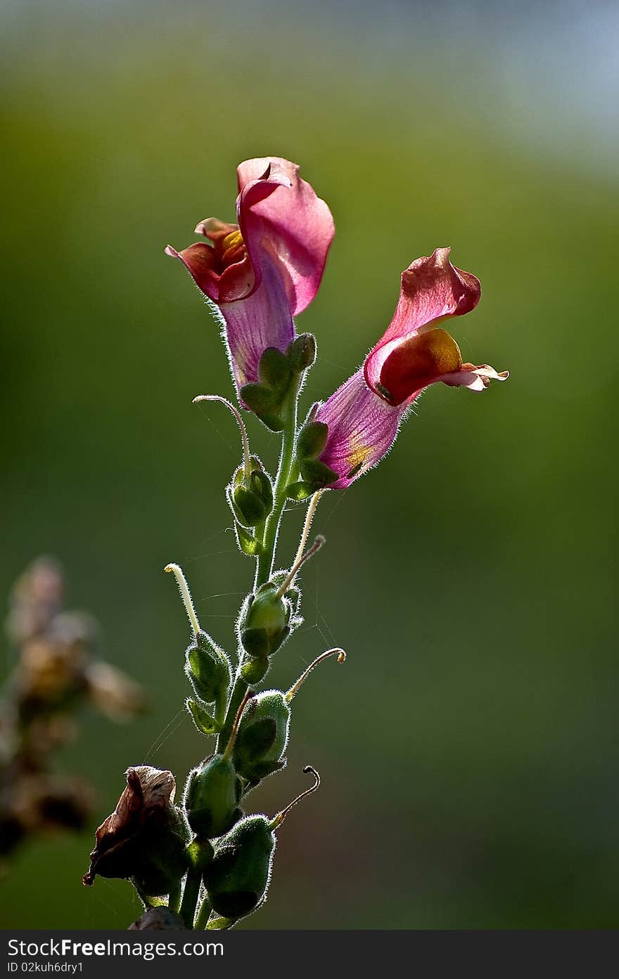 The petals and the light