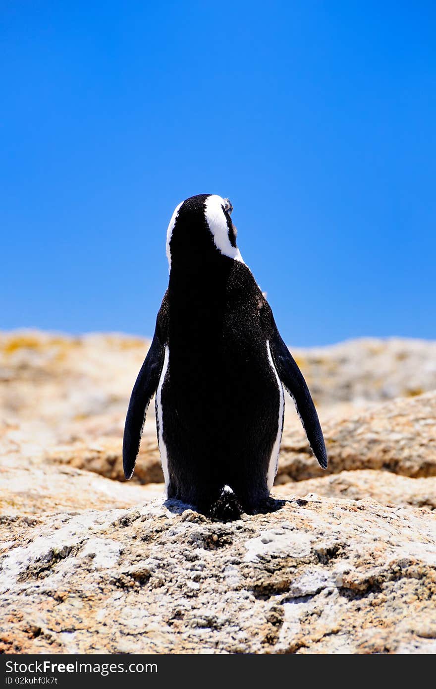 South African Penguin