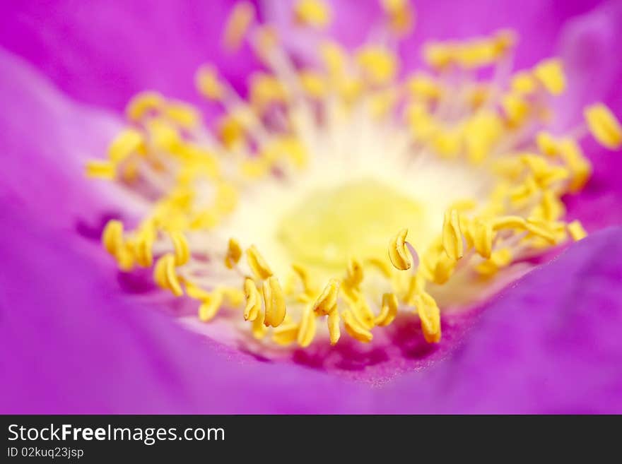 The Flower heart of purple unicuspid rose. The Flower heart of purple unicuspid rose