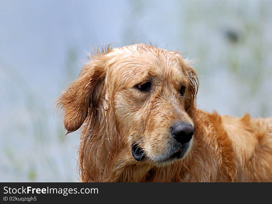 Dog-Golden Retriever