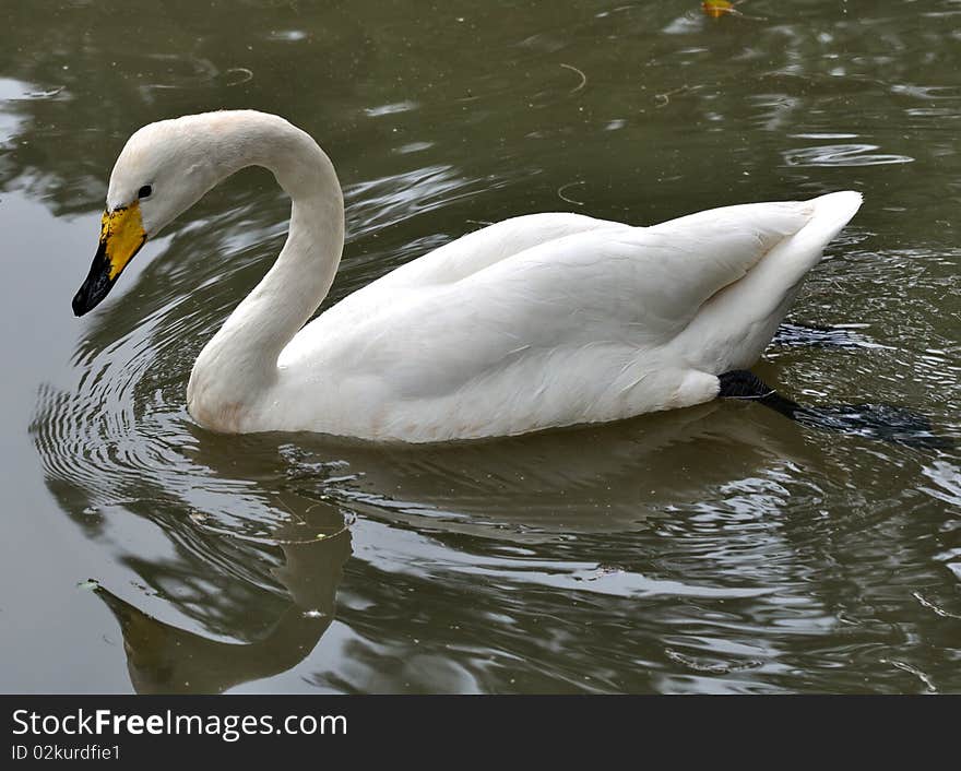 A white swan is swimming in water