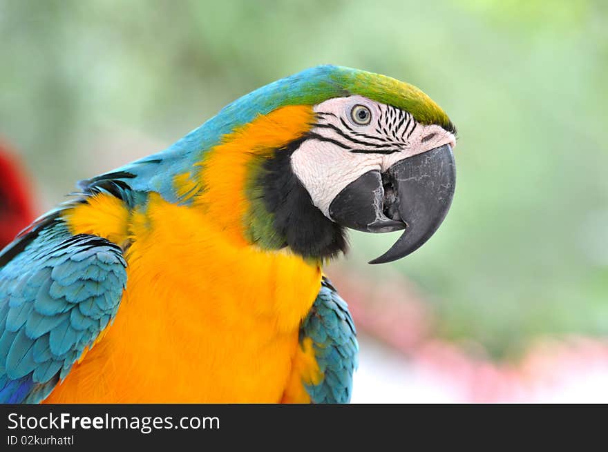 Portrait of a blue and yellow Macaw, who has blue and yellow feather and black strip on white face.