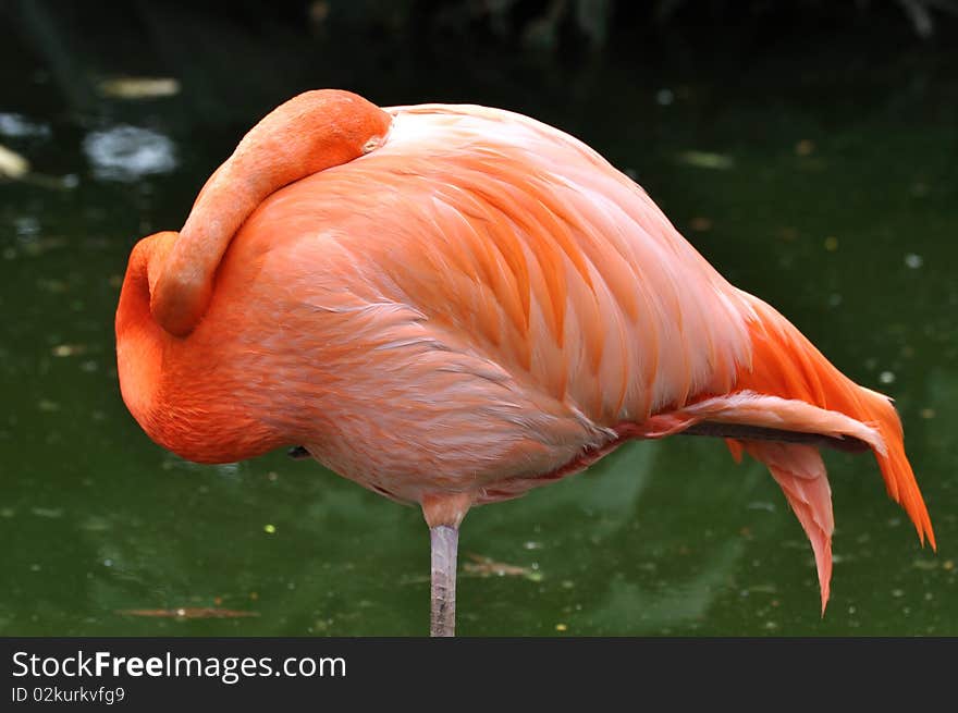 A flamingo bird in sleeping