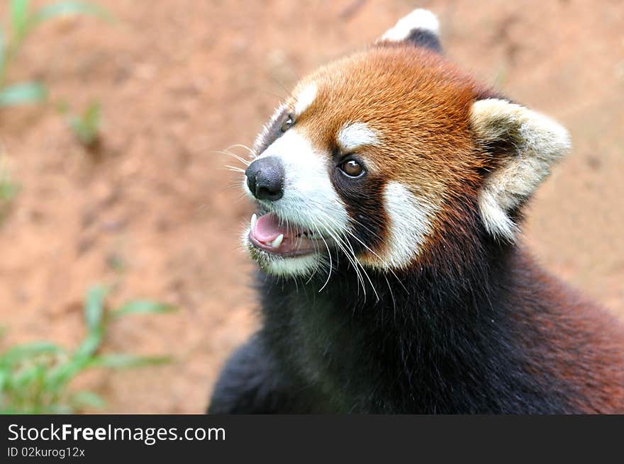 A Chinse red penda is opening mouth, with beautiful face and ear, is precious wild animal lives in South west of China. A Chinse red penda is opening mouth, with beautiful face and ear, is precious wild animal lives in South west of China.