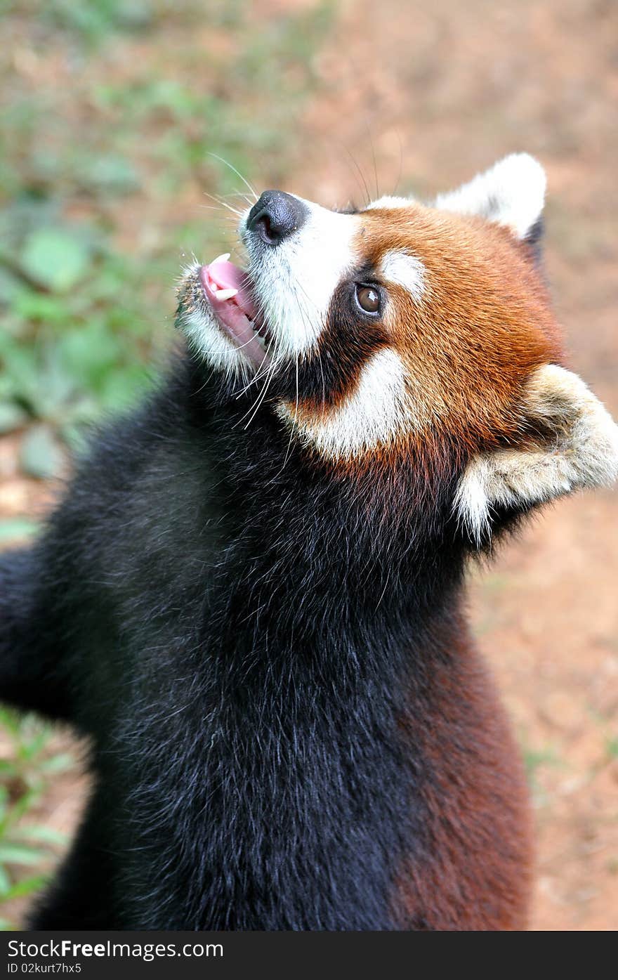 Chinese Red Panda