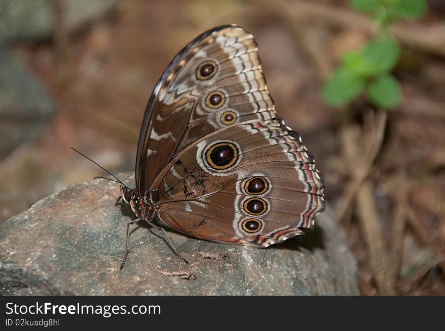 Owl Butterfly at The Butterfly Farm in St. Thomas, USVI