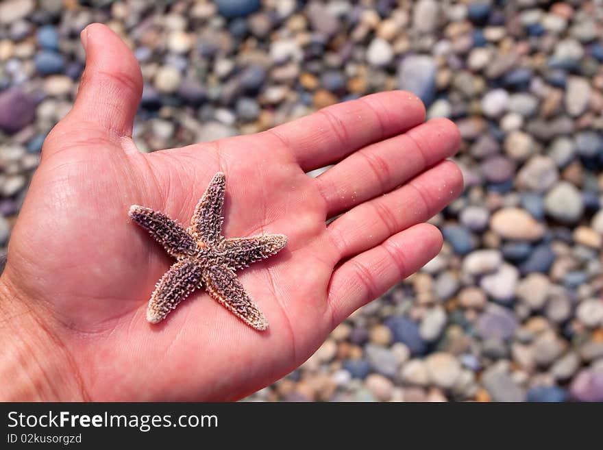 Hand holding a starfish in summer time.