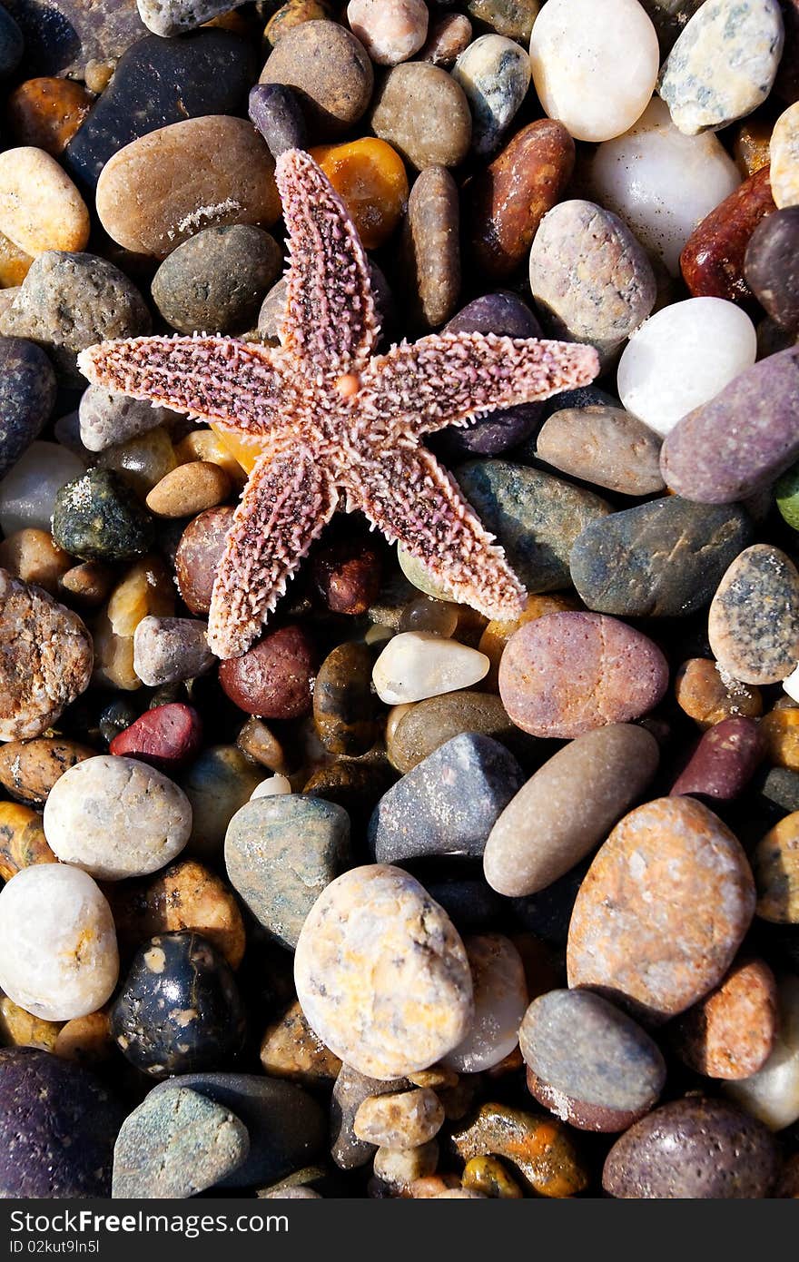 Close up on a starfish on the pebbles.