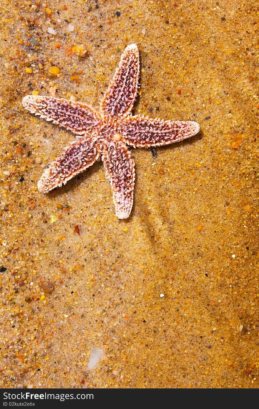 Close up on a star fish on the sand. Close up on a star fish on the sand.