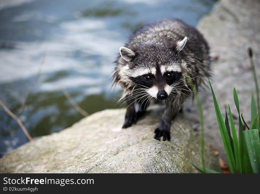 Closeup of a Raccoon by water