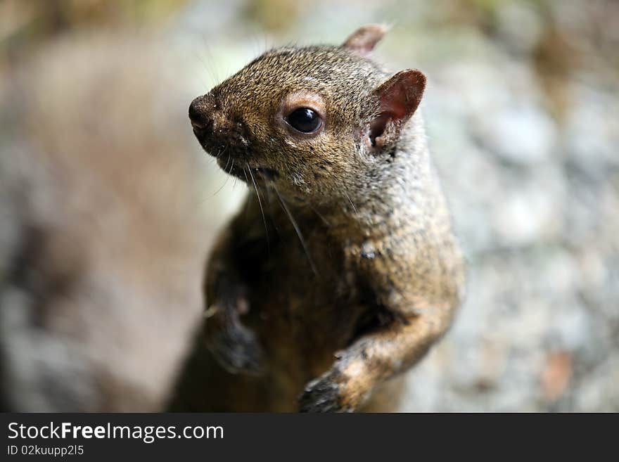 Squirrel Closeup