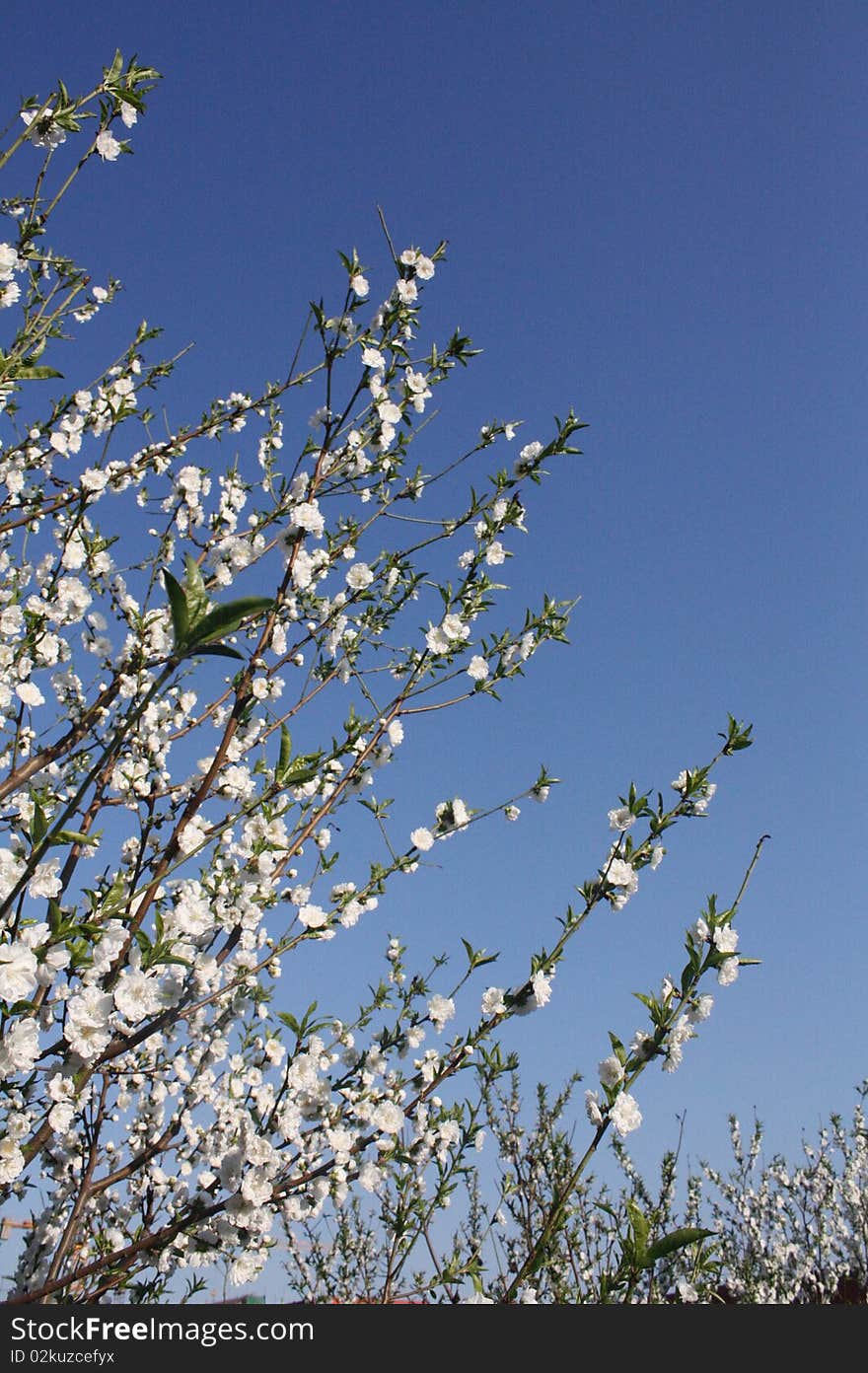 Spring is patted to show the pear  flower。. Spring is patted to show the pear  flower。