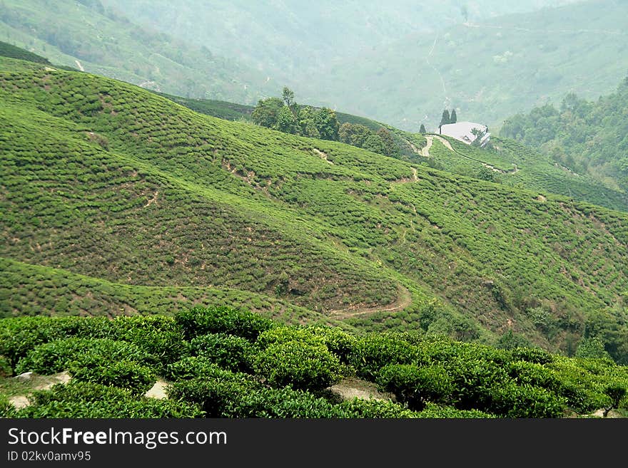 Tea crop grown on mountain slope in Darjeeling, India, Asia. Tea crop grown on mountain slope in Darjeeling, India, Asia