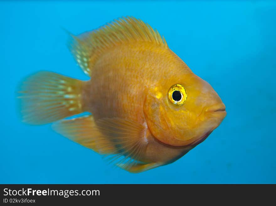 White Parrot or US Parrot Cichlid in Aquarium against blue background