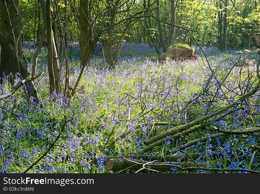 Bluebells in the Wood