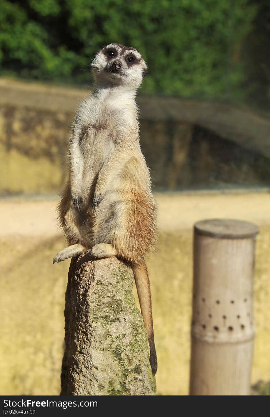 Portrait of a suricate (suricata suricata). Portrait of a suricate (suricata suricata)