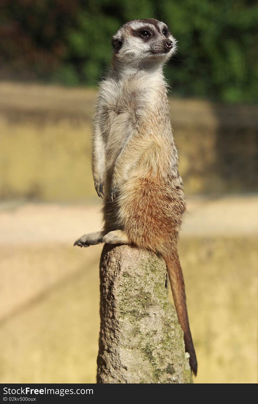 Portrait of a suricate (suricata suricata). Portrait of a suricate (suricata suricata)