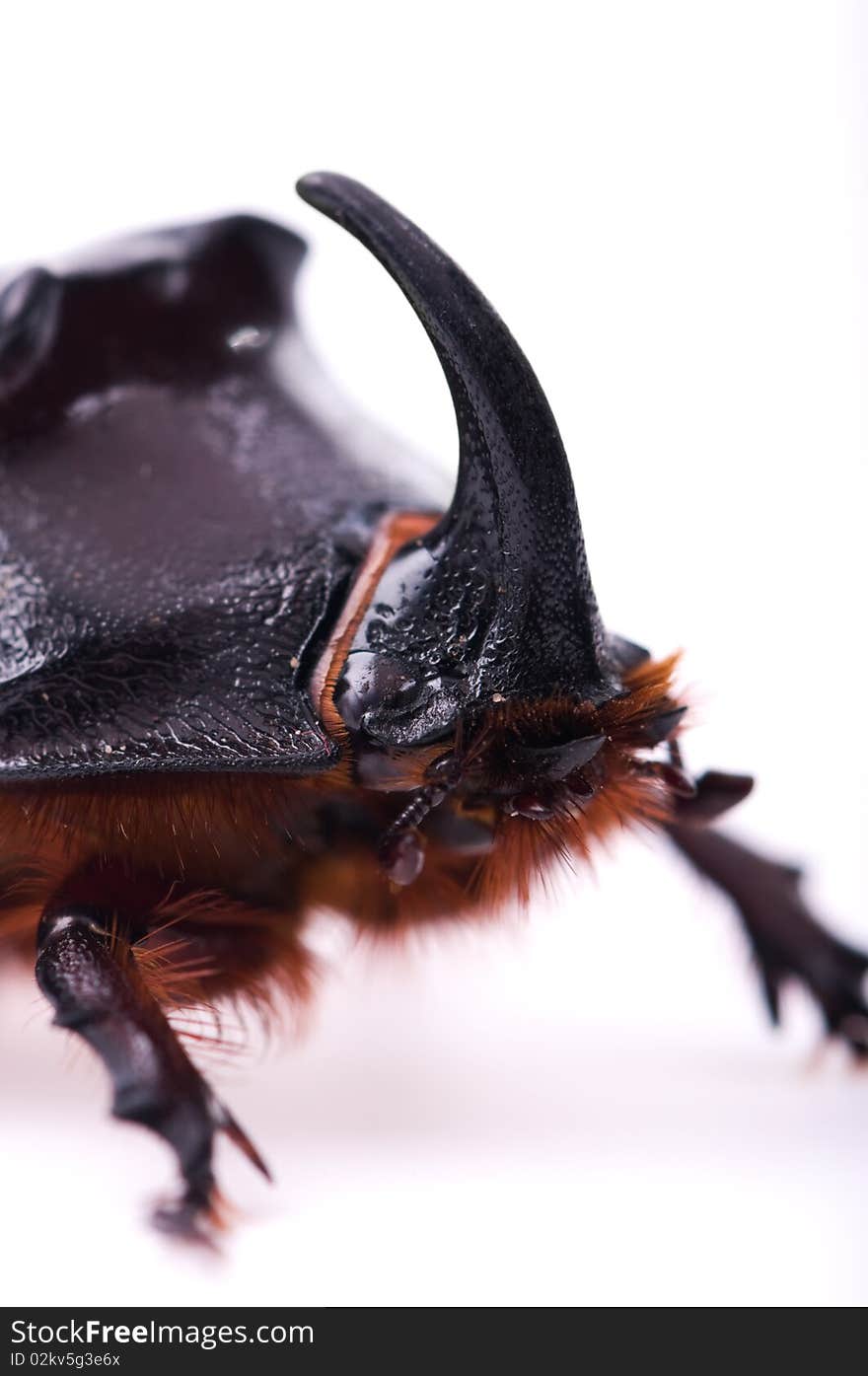 Rhinoceros beetle isolated on a white background