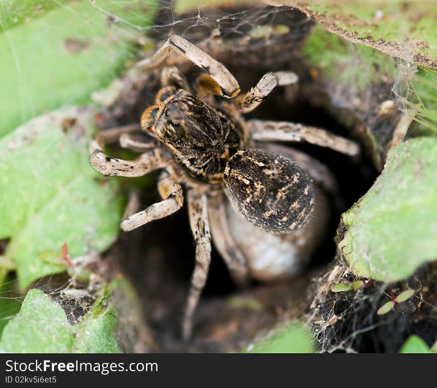 Big South Russian spider Tarantula in a hole. Big South Russian spider Tarantula in a hole