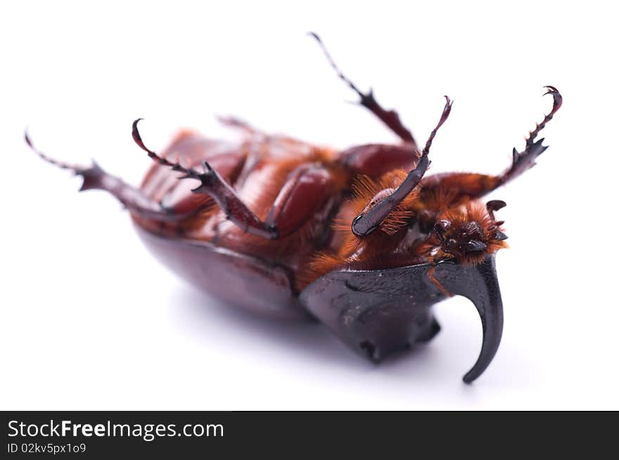 Rhinoceros beetle isolated on a white background