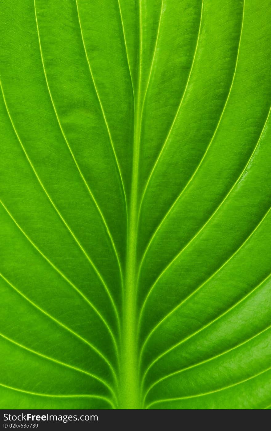 Texture of a green leaf as background. Texture of a green leaf as background