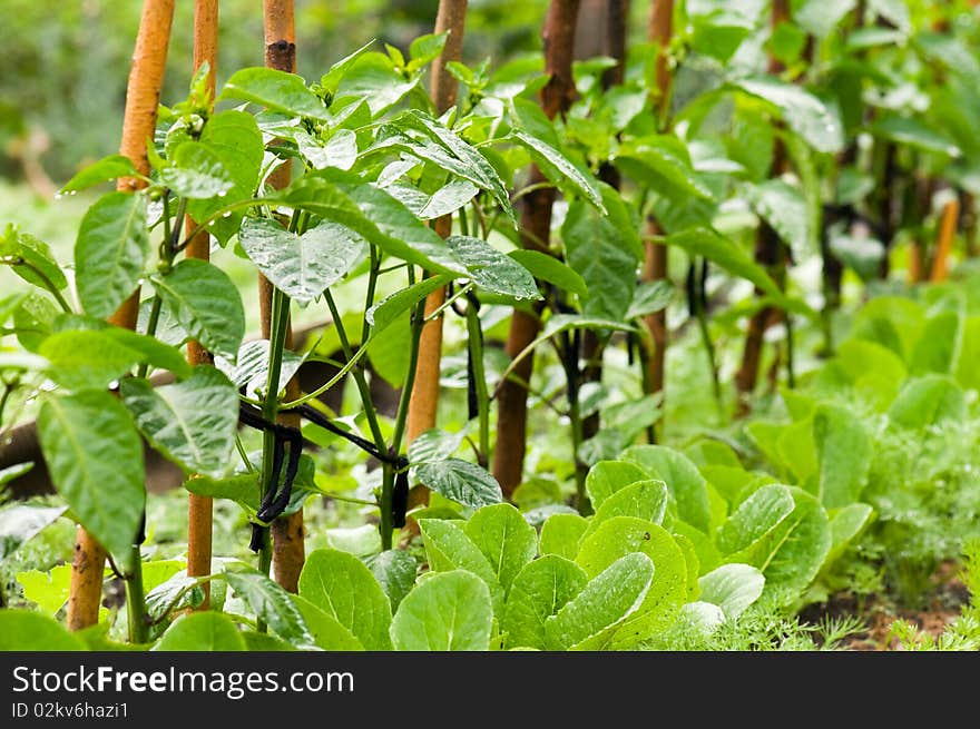 Pepper sprouts in garden with rain drops