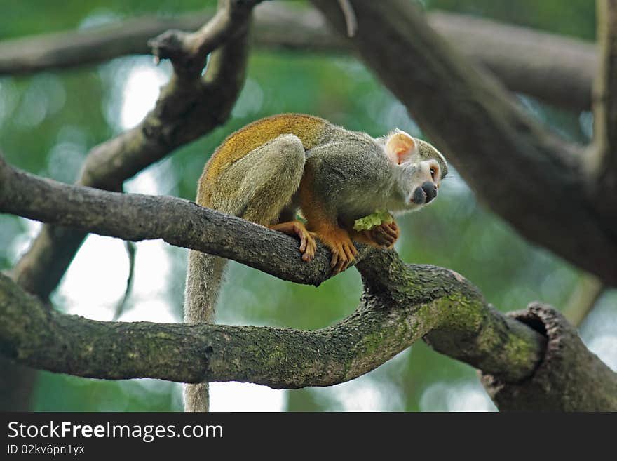 Squirrel monkey in a branch