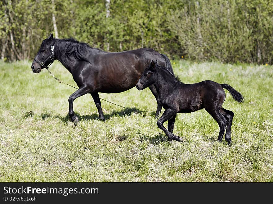 Baby horse running in the fields.