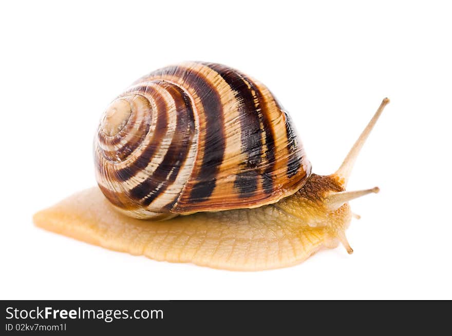 Big garden snail isolated on a white background