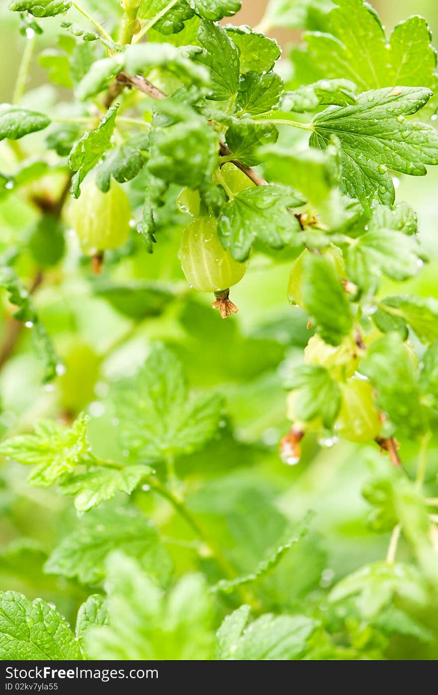 Green gooseberries on the branch with rain drops