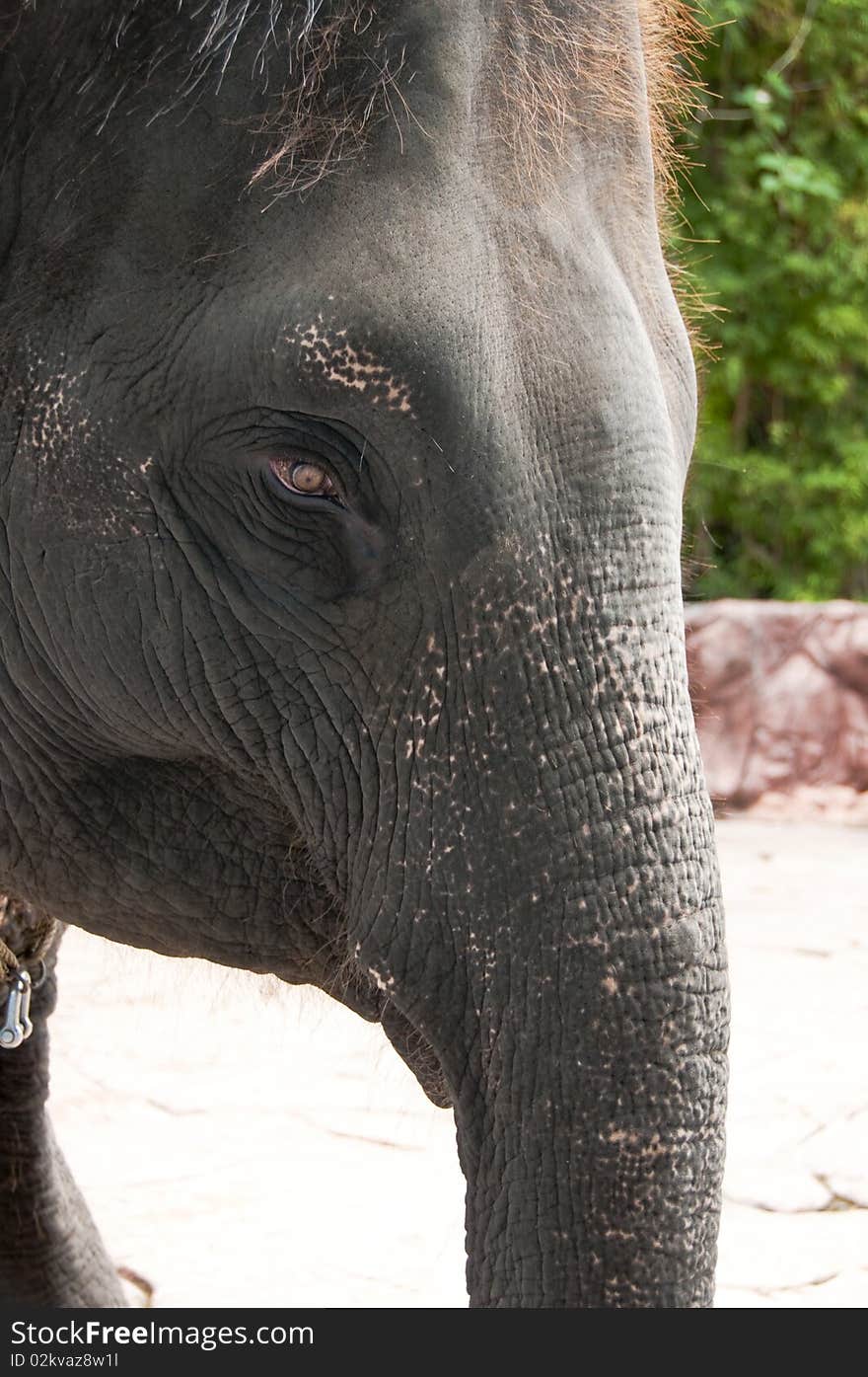 Close Up Of Elephant S Head