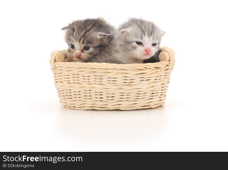 Isolated Kittens in Basket